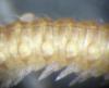 Opisthocheiron elegans